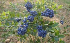 我國的藍莓產地在哪里？藍莓種植技術要點
