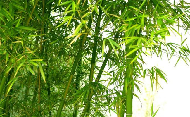 桂竹的生態習性及其變種、變型及品種