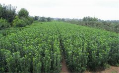 冬青需要什么樣的生長環境 冬青的水肥管理方法