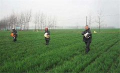 尿素怎么施不浪費，施用尿素需要注意什么？