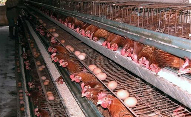 養雞如何提高蛋殼質量、降低破蛋率