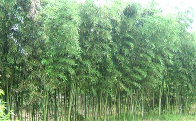 剛竹的生態習性