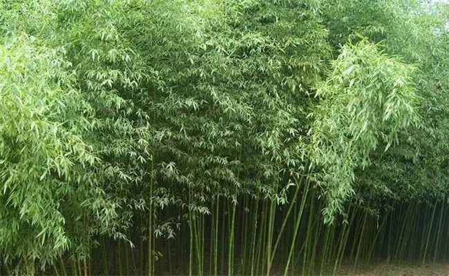 烏哺雞竹的生態習性
