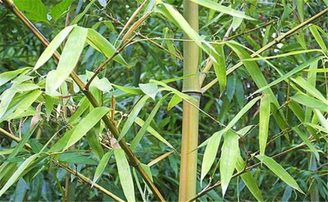 烏哺雞竹的變種、變型