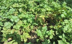馬鈴薯黃萎病的癥狀特征、發病規律與防治方法