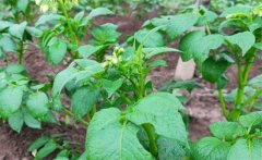 馬鈴薯青枯病的病原、癥狀、傳播方式防治方法