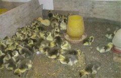 獅頭鵝苗的飼養管理方法 小獅頭鵝怎么分公母