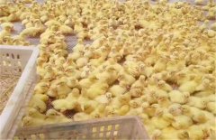 獅頭鵝怎么培育的？獅頭鵝鵝苗的養殖技術要點