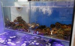 如何在家養龍蝦 小龍蝦怎么養活的時間長