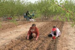 山藥種植前如何處理，種植山藥如何整地挖溝
