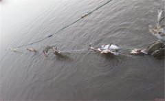 梭子蟹產地主要是哪里，是淡水蟹還是海水蟹？