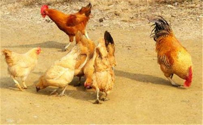 雞傳染性鼻炎的流行特點與預防、治療方法