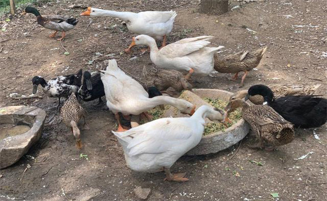 鴨子喂養飼料方法