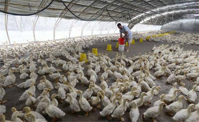 飼養肉鴨怎樣節省飼料