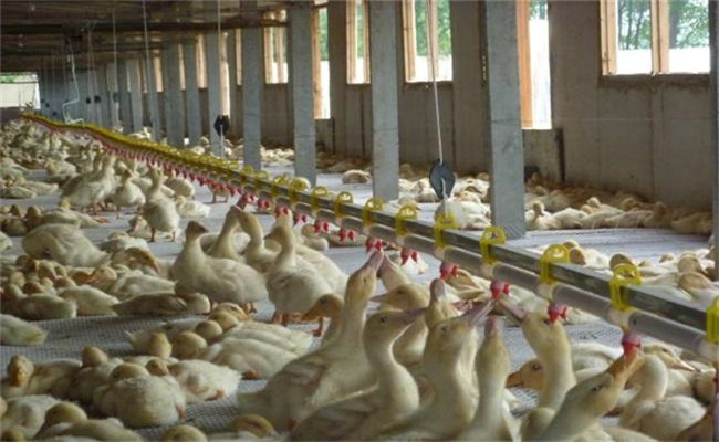 肉鴨養殖如何減少應激反應