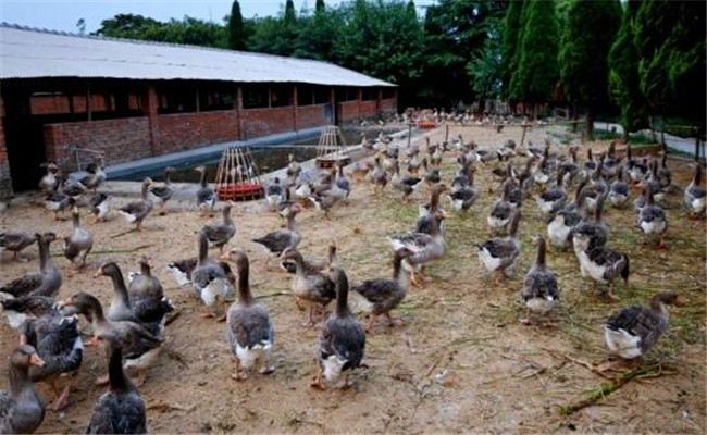 本地草鴨、淡水珍珠立體循環養殖模式