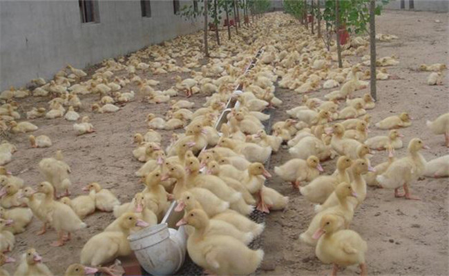 養鴨常用的六種飼料是什么