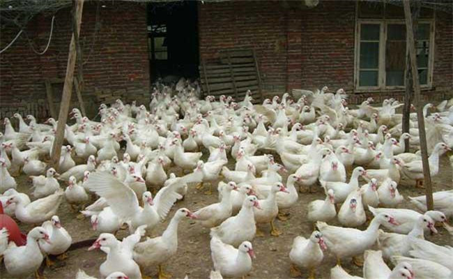圈養蛋鴨的飼養管理方法