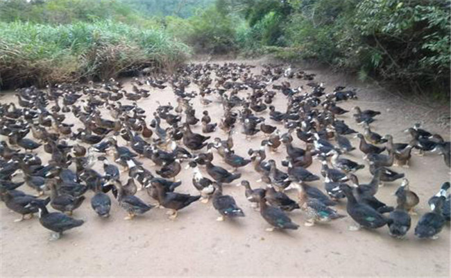 番鴨成鴨的飼養管理