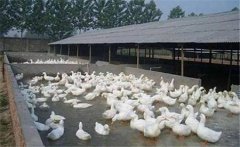 養鴨場中雛鴨的飼養管要點及其對飼料的要求