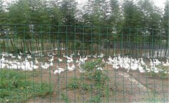 中雛鴨的飼養育肥方法：放牧育肥與舍飼育肥