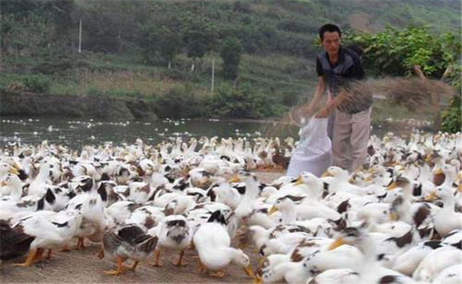 育成鴨的飼料與營養需求