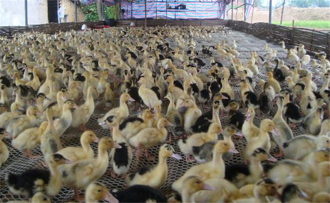 越冬蛋鴨高產飼養管理技術