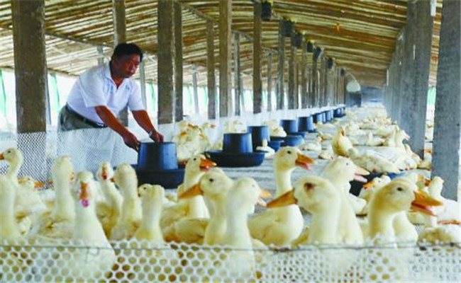 大棚飼養肉鴨需做哪些準備 肉鴨大棚養殖技術