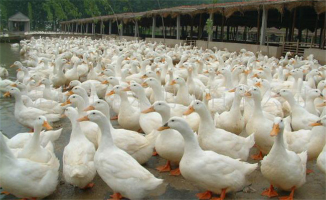 成鴨的飼養技術要點