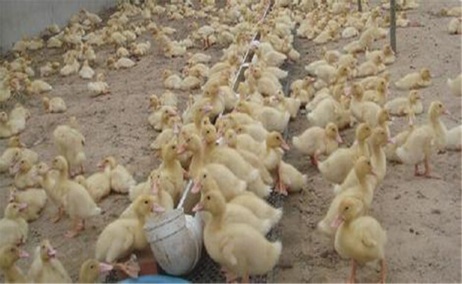 肉用中雛鴨的飼養管理技術要點