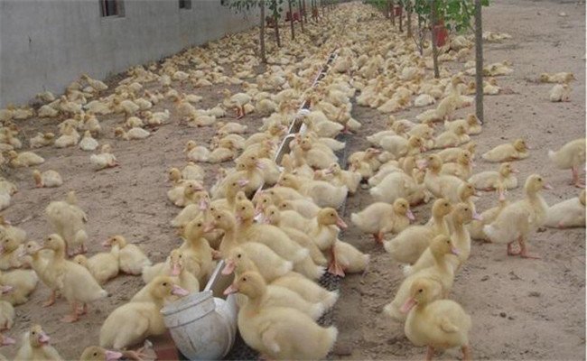 肉鴨育雛期如何進行飼養管理