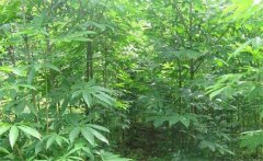 七葉樹是常綠還是落葉植物，七葉樹的生態習性