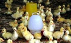春季如何繁育雛鵝？雛鵝的飼養管理技術