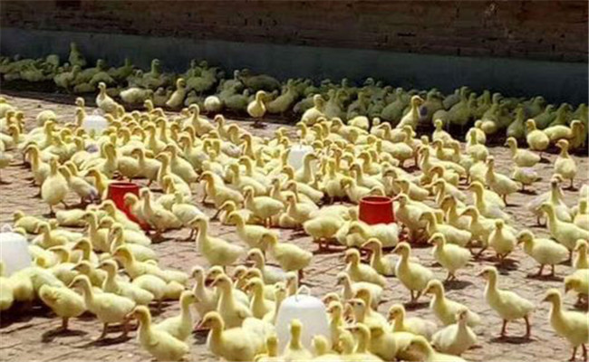 鵝雛怎么飼養