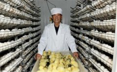 鵝孵化的過程中會出現哪些問題，如何解決？