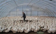 如何用大棚飼養肉鵝，提高經濟效益
