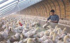 保證適宜溫度和飼養密度 冬季防治鵝病的措施