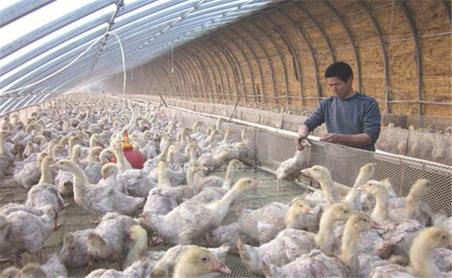 保證適宜溫度和飼養密度
