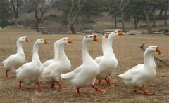 母鵝蛋子瘟的癥狀、預防方法和治療方法