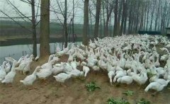 高溫季節肉鵝高效養殖技術秘訣