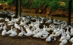 鵝活體拔毛后的飼養管理方法及注意事項