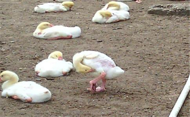 雛鵝葡萄球菌病的癥狀、診斷方法和防治措施