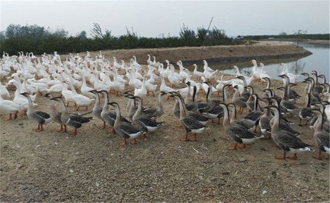 冬鵝快長速肥飼養技術