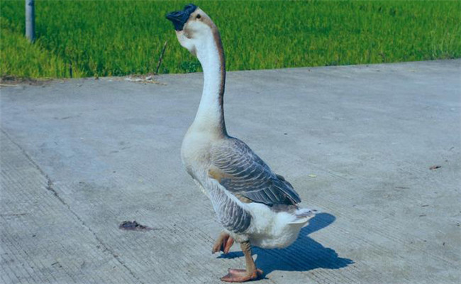 種鵝飼養管理注意事項