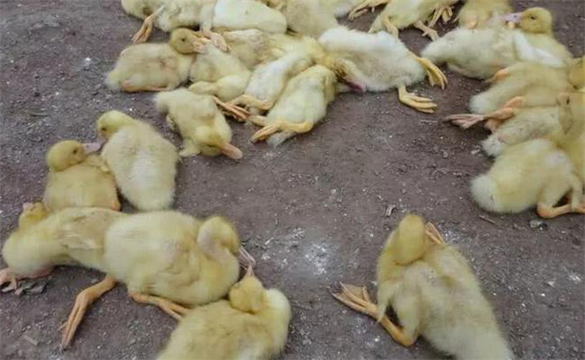 鵝白痢的癥狀、特點與預防治療方法