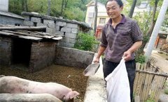 農村庭院養豬的優勢與好處是什么？