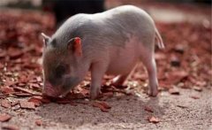 豬的生物學特性、品種與類型 科學養豬技術要點