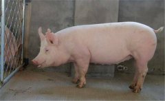 種公豬如何飼喂？種公豬的飼養管理技術要點
