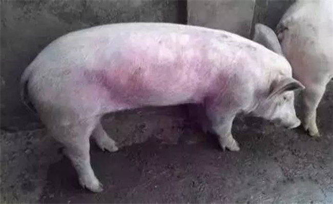 豬常用飼料、藥物中毒救治方法