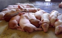 飼料生喂有什么優點？生飼料喂豬注意事項